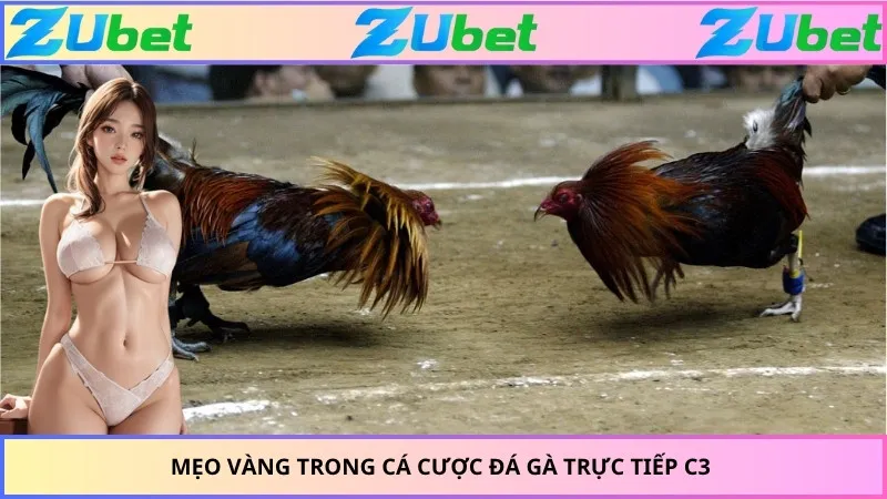 Mẹo vàng trong cá cược đá gà trực tiếp C3 